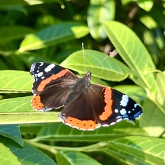 Vanessa atalanta