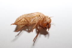 Meimuna opalifera