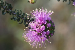 Kunzea recurva