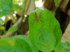 Oxyopes