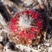 Drosera micrantha - Photo (c) Jesse de Vries, some rights reserved (CC BY-NC), uploaded by Jesse de Vries