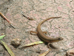 Saproscincus basiliscus