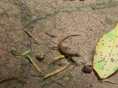 Saproscincus basiliscus