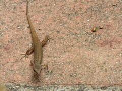 Saproscincus basiliscus