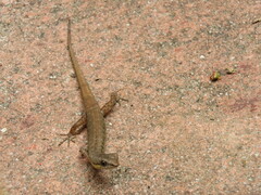 Saproscincus basiliscus