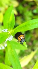 Canthon triangularis