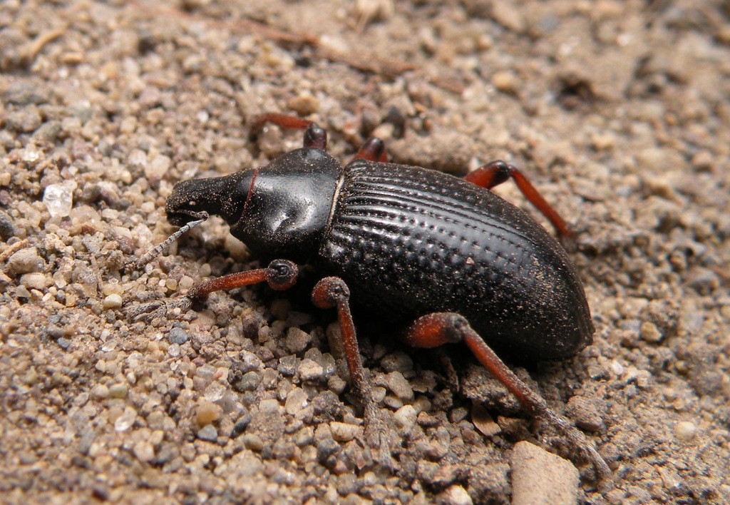 Cylydrorhinus