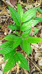 Piper brownsbergense