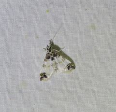 Analyta apicalis