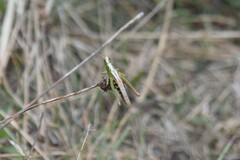 Pseudochorthippus curtipennis