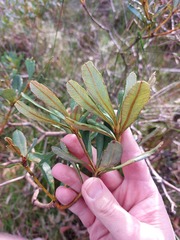 Banksia paludosa