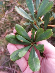 Banksia paludosa