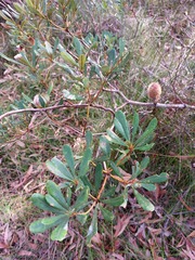 Banksia paludosa