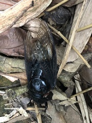 Cryptotympana holsti