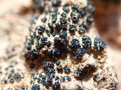 Enchylium coccophorum