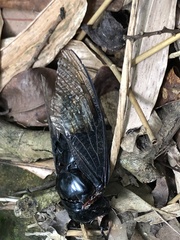 Cryptotympana holsti