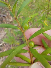 Persoonia mollis