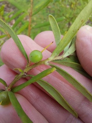 Persoonia mollis