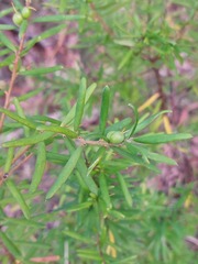 Persoonia mollis