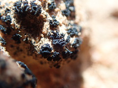 Enchylium coccophorum