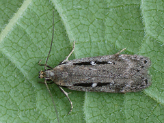 Gelechia jakovlevi
