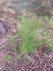 Persoonia mollis