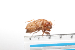 Meimuna opalifera