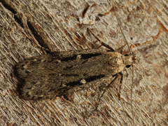 Gelechia jakovlevi