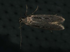 Gelechia jakovlevi