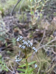 Logania recurva