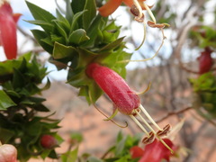 Eremophila duttonii