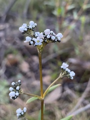 Logania recurva