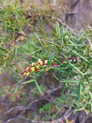 Grevillea rivularis