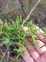Grevillea rivularis