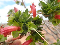Eremophila duttonii