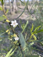 Myoporum montanum