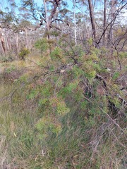 Grevillea rivularis
