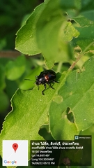 Typophorus nigritus