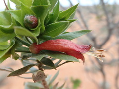 Eremophila duttonii