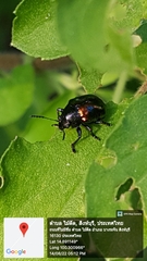 Typophorus nigritus
