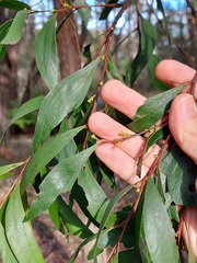 Acacia binervata