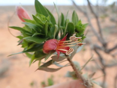 Eremophila duttonii