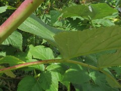 Rubus × idaeoides