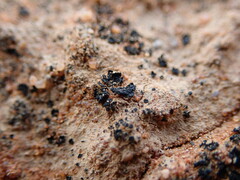 Enchylium coccophorum