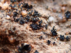 Enchylium coccophorum