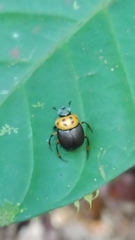 Canthon triangularis