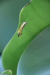 Gesonula punctifrons