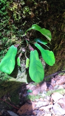 Philodendron squamiferum