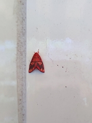 Matsumursine horishanella