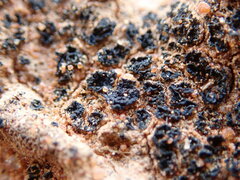 Enchylium coccophorum